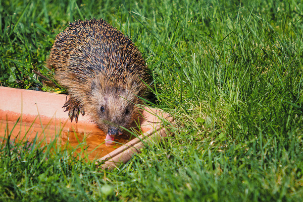 Ein junger Igel