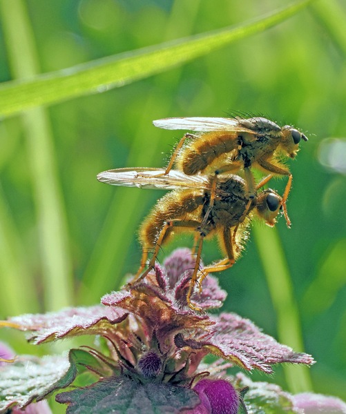 Dungfliege - Bild zwei