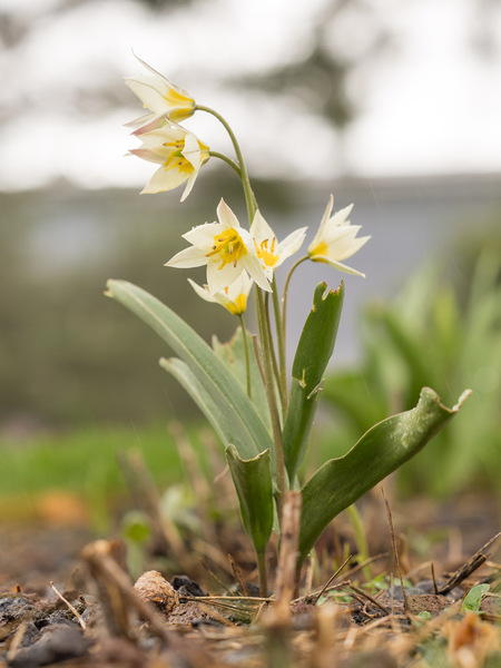 Tulpe im Regen
