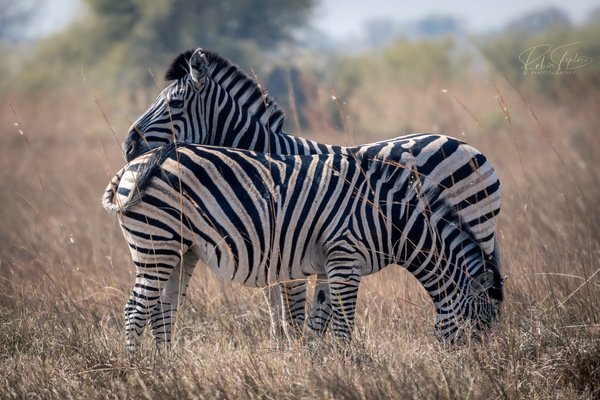Zebras.jpg