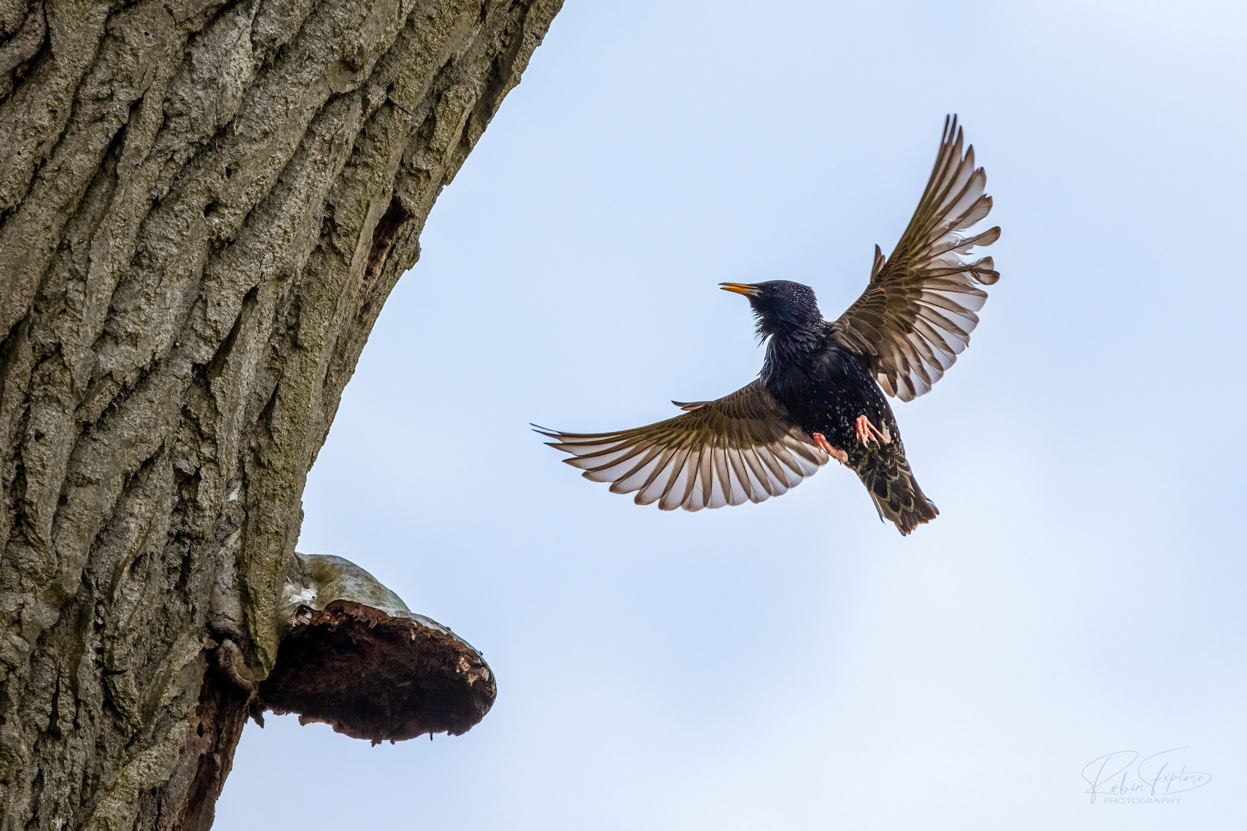 large.Starling-Star.jpg.6af261f299966ff1