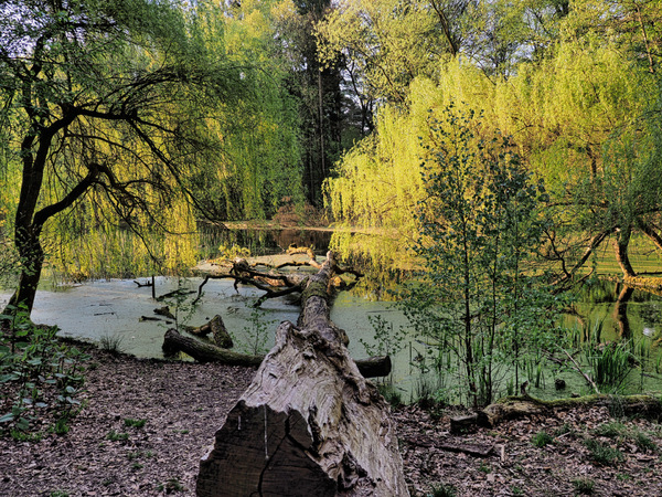 Erstes Sonnenlicht am Fischteich Rissen 2