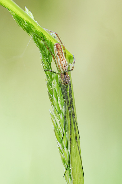 Streckerspinne