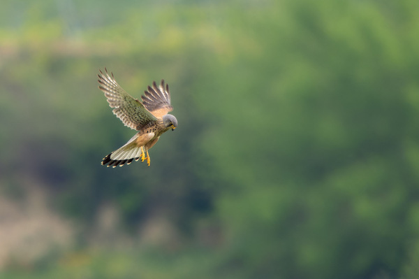Rüttelflug
