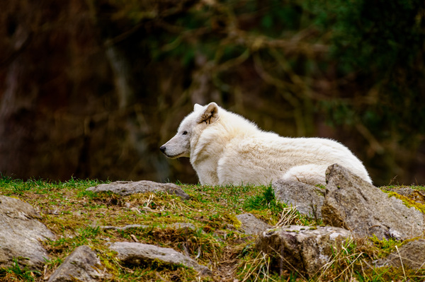 Neulich im Wildpark III