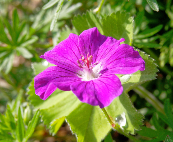 WT 19 - Maiblüte