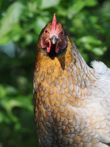 Klaufix, oder auch "das Kuchenhuhn"