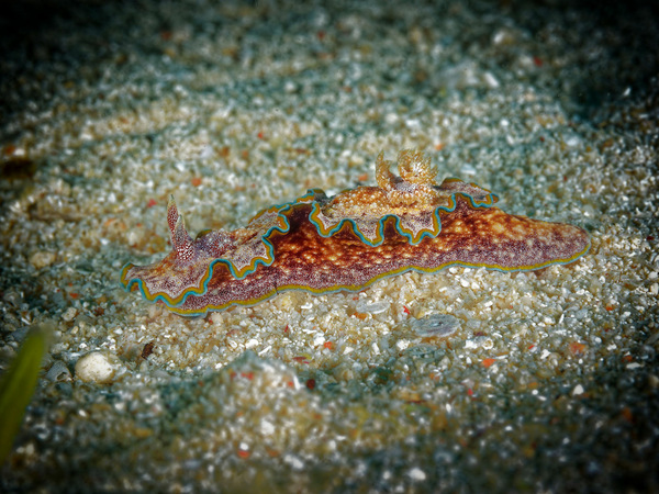Gewellte Prachtsternschnecke