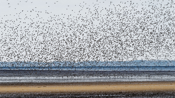 Vogelschwarm