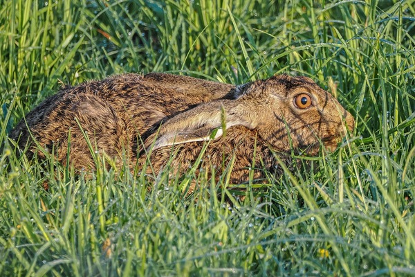 versteckt ...