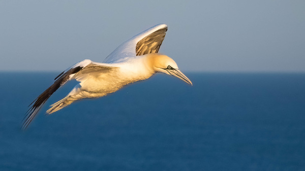 Überflug
