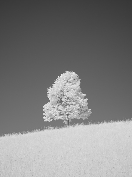 Single Tree