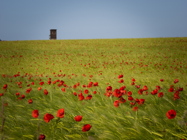 Mohnblumen I