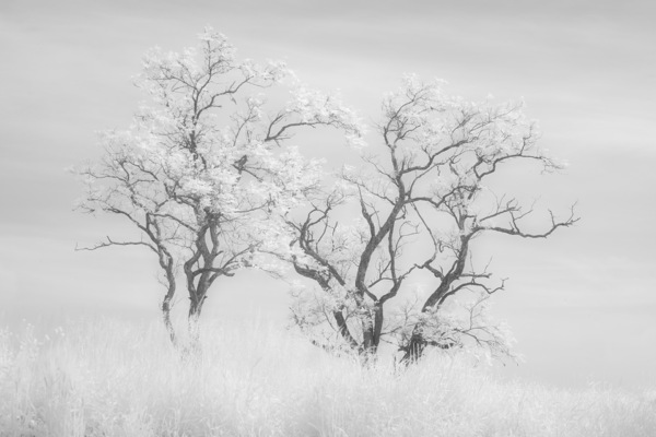 Soft focus