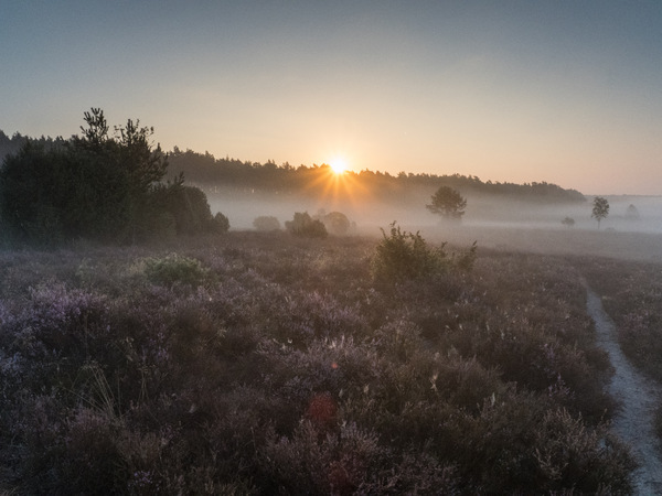 Sonnenaufgang in der Wacholderheide.JPG