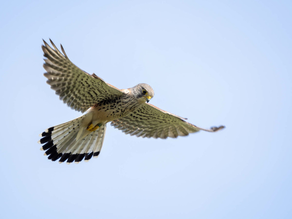 Rüttelner Turmfalke