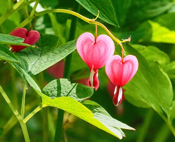 Das Tränende Herz ...