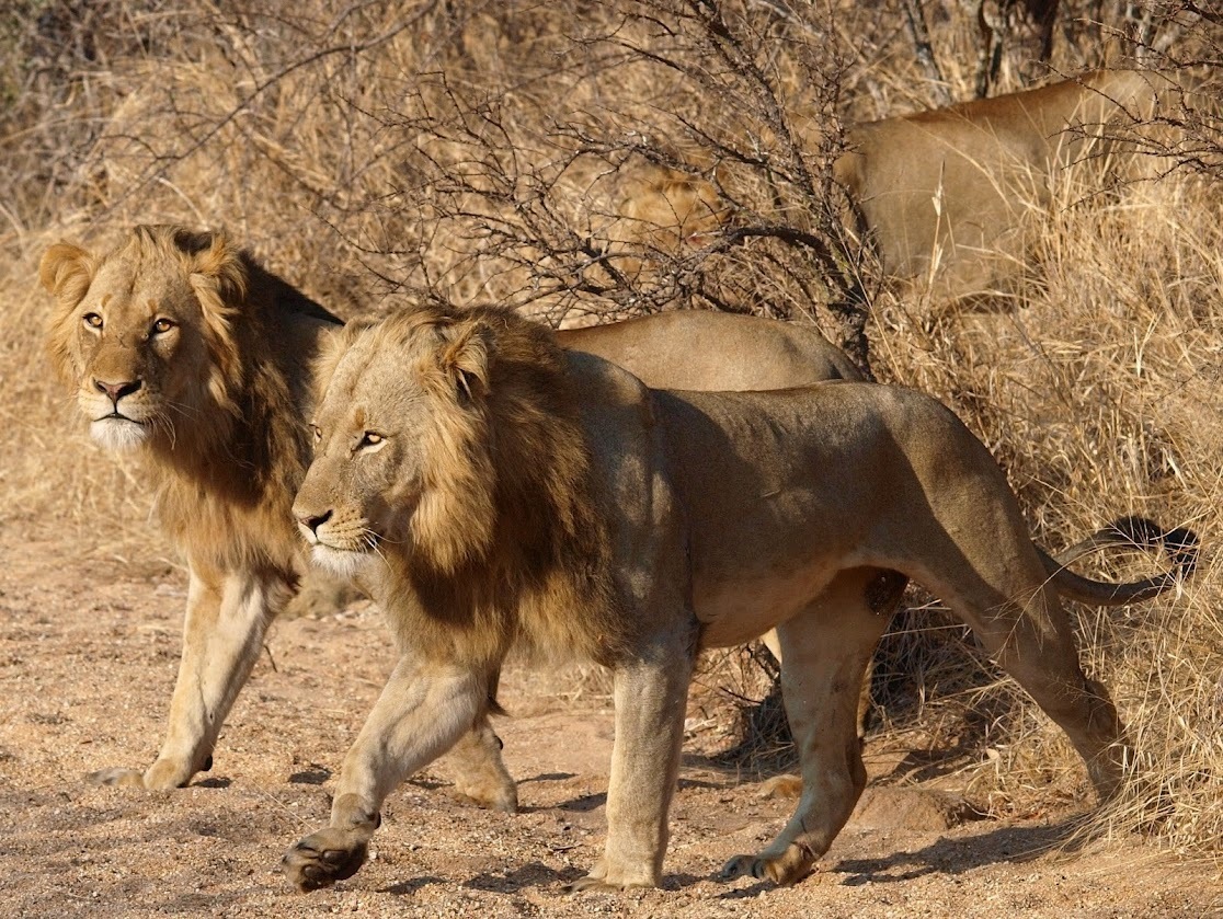 Afrika