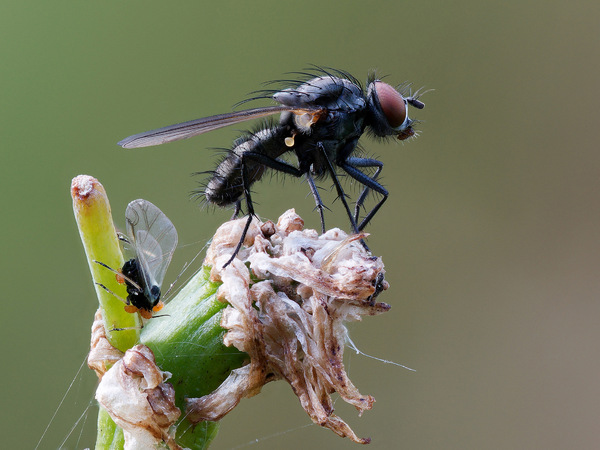 Fliege mit Anhänger