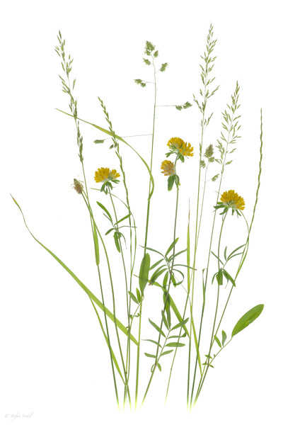 aus dem Garten II