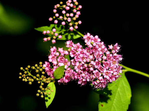 Blüten.jpg