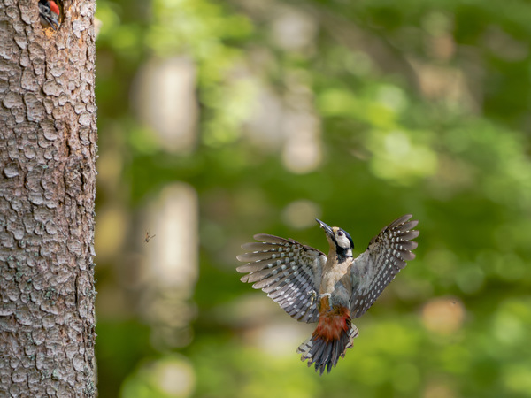 Buntspecht im Anflug