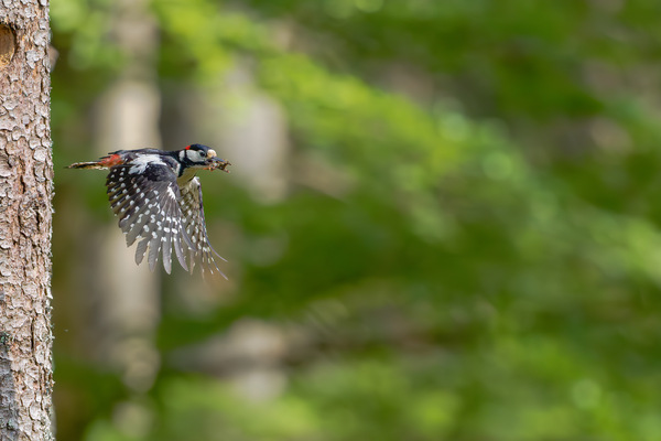 Buntspecht im Abflug