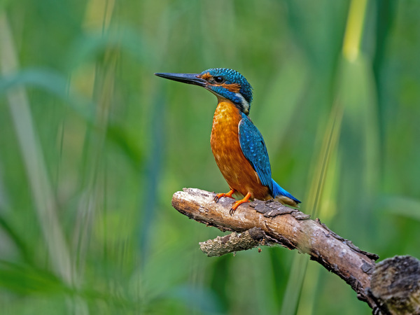 Common Kingfisher ( Alcedo atthis)A6110064