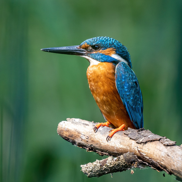 Common Kingfisher ( Alcedo atthis)A6110082