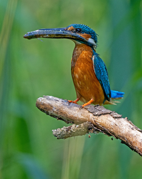 Common Kingfisher ( Alcedo atthis)A6110885