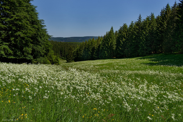 Die Schafgarbe blüht
