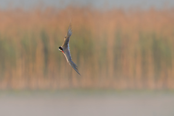 Flussseeschwalbe - Common Tern - Sterna hirundo - 13.jpg