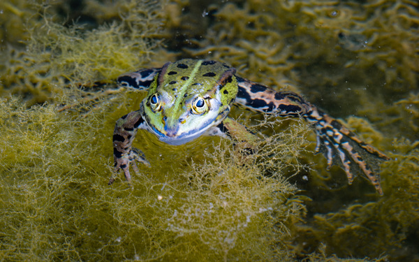 Froschkönig.jpg