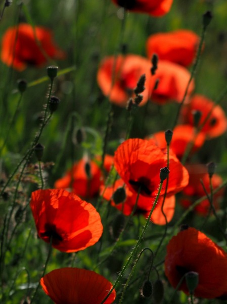 Mohn