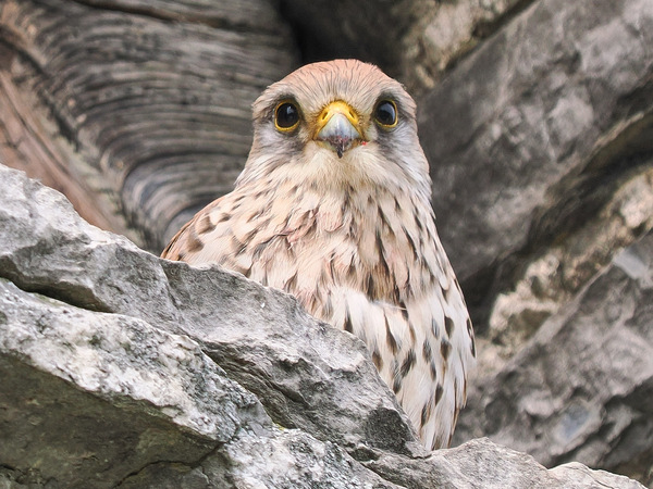 Turmfalke (w)