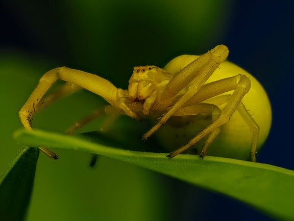 Die veränderliche Krabbenspinne