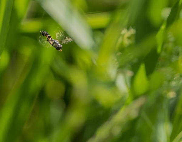 Mistbiene im Anflug