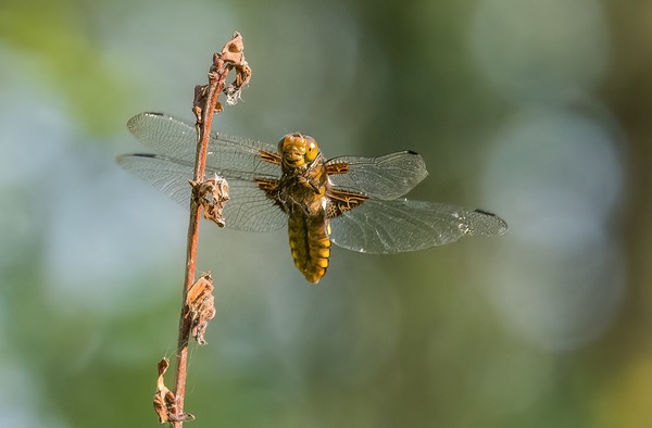 ein "Lächeln" für den Fotografen - Plattbauch ♀ 3
