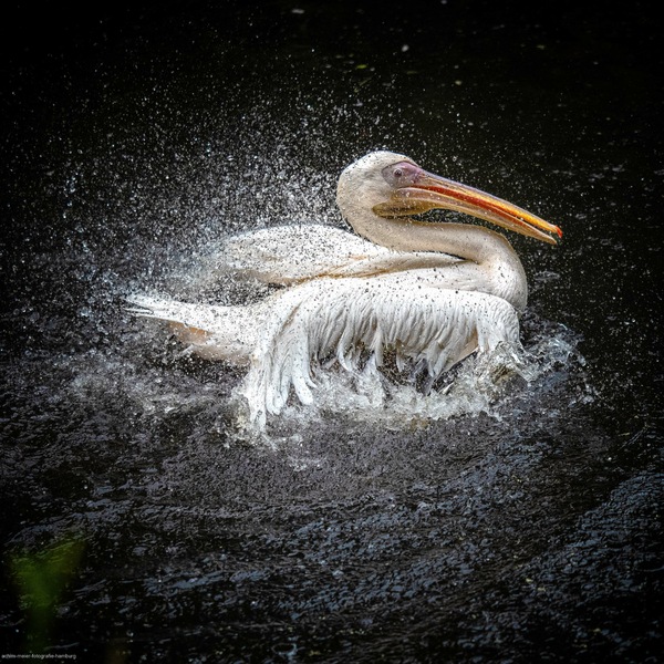 Splish splash...
