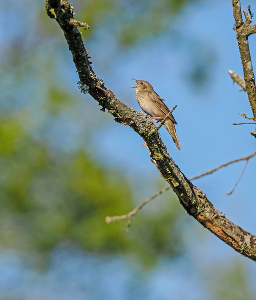 River Warbler (Locustella fluviatilis) A5250063-1