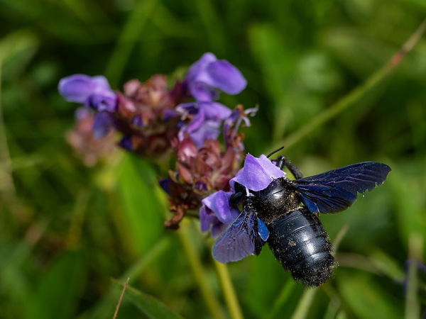 Große schwarze Holzbiene