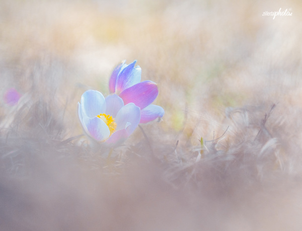 Küchenschellen auf dem Hausberg
