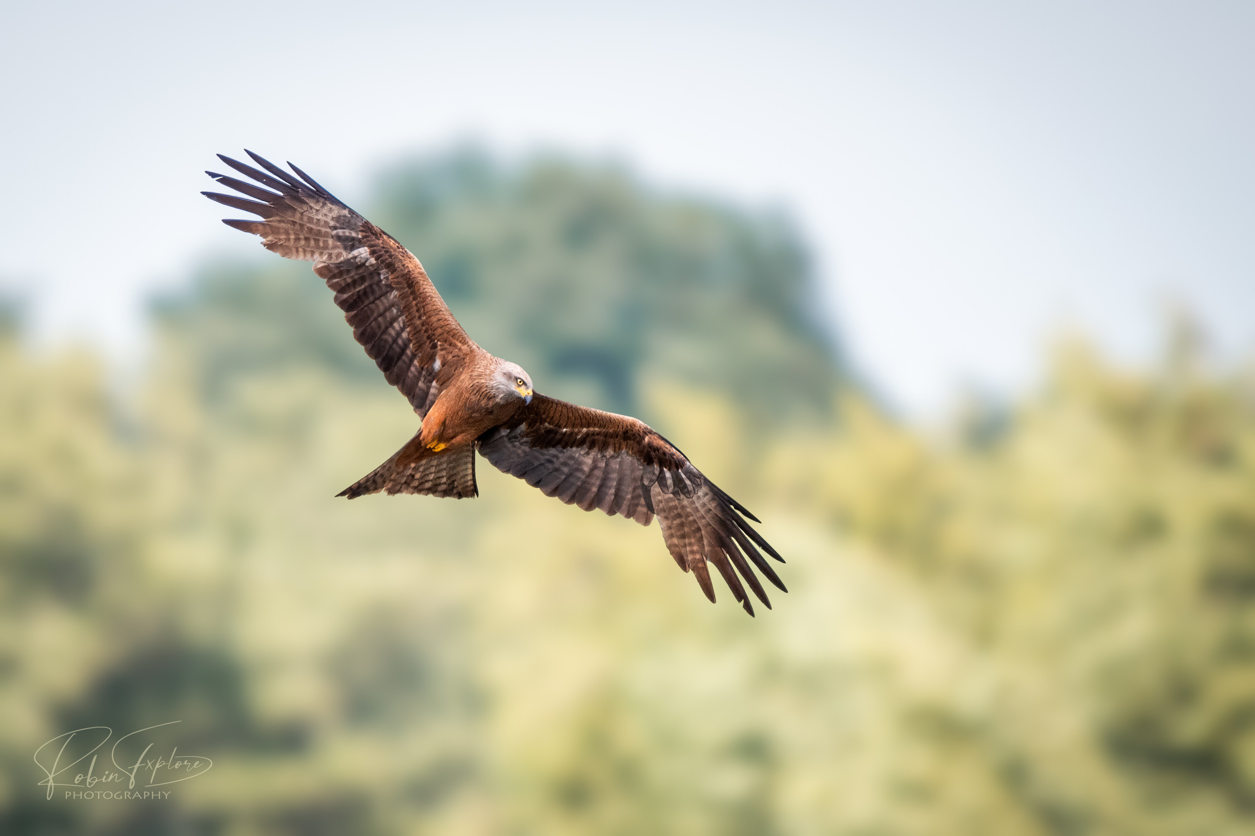 large.BlackKite-Schwarzmilan.jpg.44d4ad7