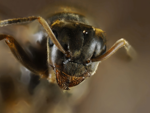 Formicula