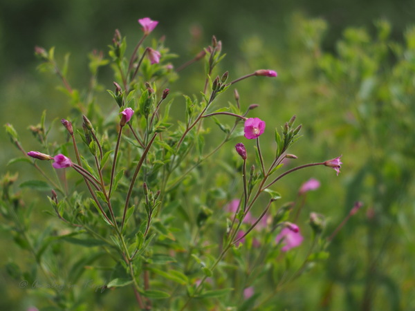 Blumenstrauss_07.2023_PenF_Primo75.jpg
