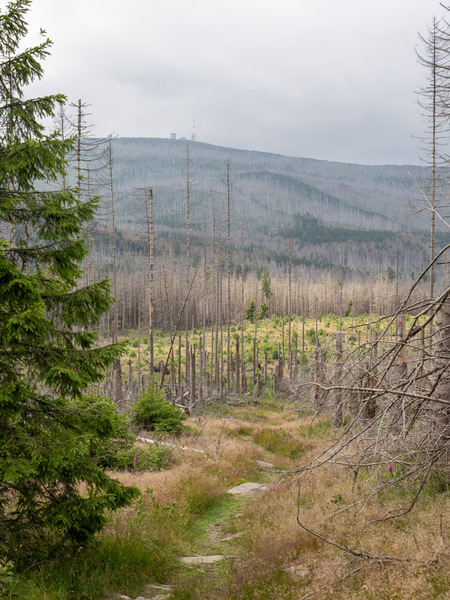 Der Weg zum Brocken