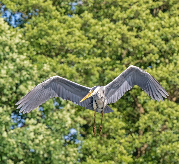 Grey heron (Ardea cinerea) A6241894-1g