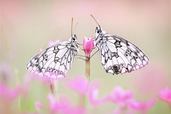 pink summer