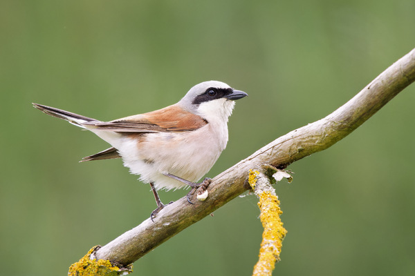 Neuntöter - Red Backed Shrike - Lanius collurio - 8.jpg