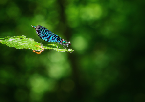 Blaue Libelle